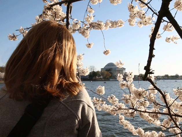 Beautiful! Stunning GIFs show Washington DC cherry blossoms in