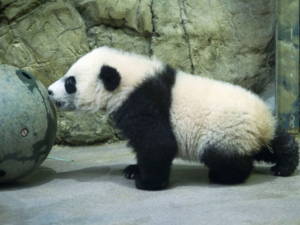 Giant Panda Cub Bei Bei Makes 1st Public Appearance at National Zoo