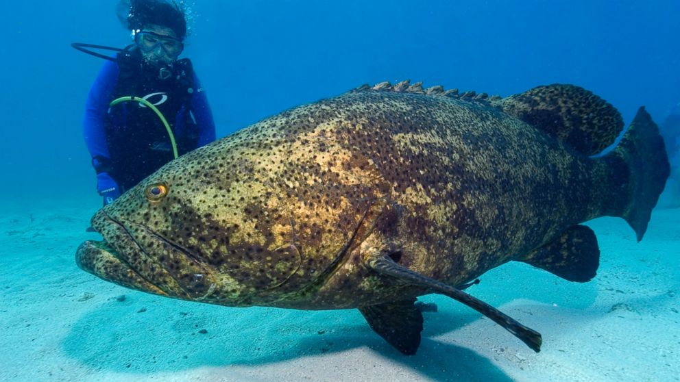 biggest grouper fish ever recorded