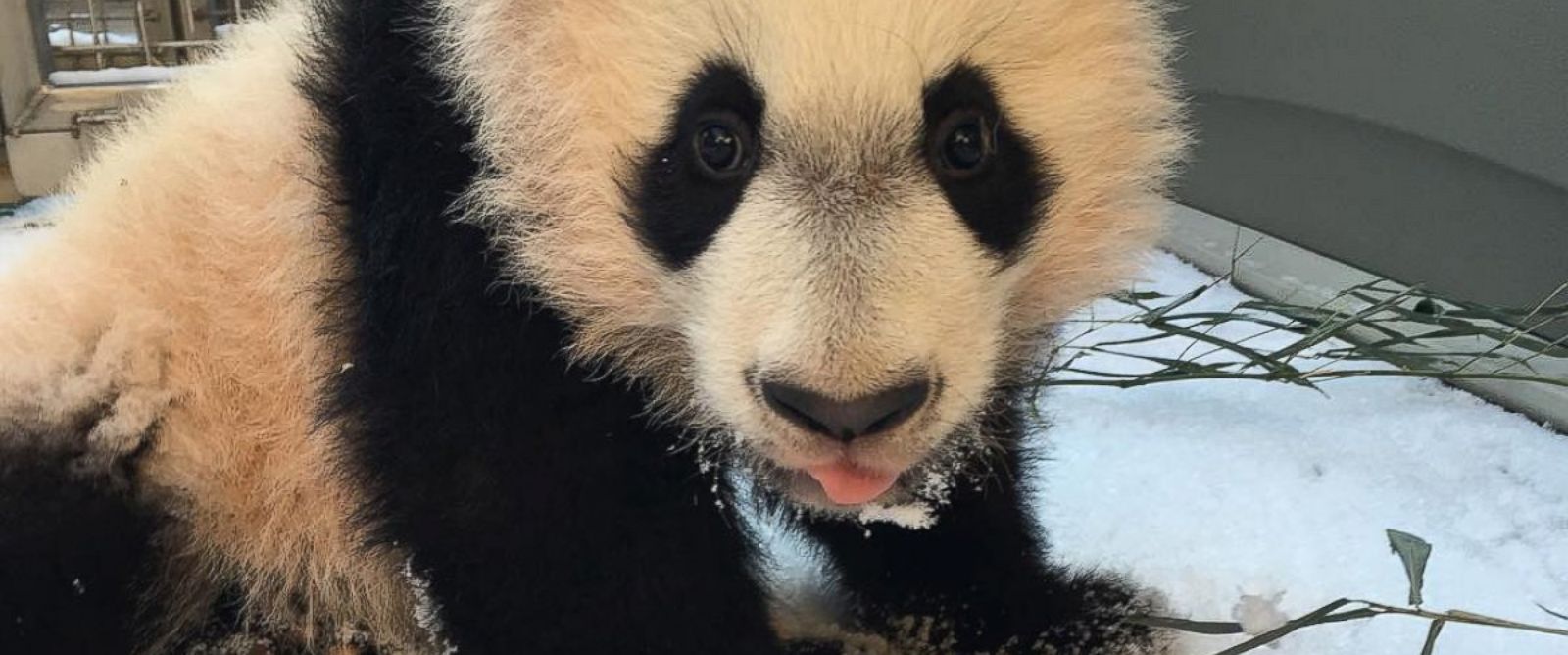 PHOTO: The Smithsonian Zoo posted this photo on Instagram with the caption, "BeiBei had his first introduction to snow today! He wasnt quite sure what to make of the powdery snow and made his way back inside quickly," on Jan. 21, 2016 in Washington.