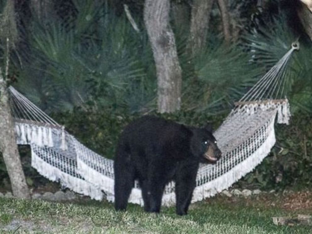 Florida Black Bear Takes Break, Rests in Hammock ABC News