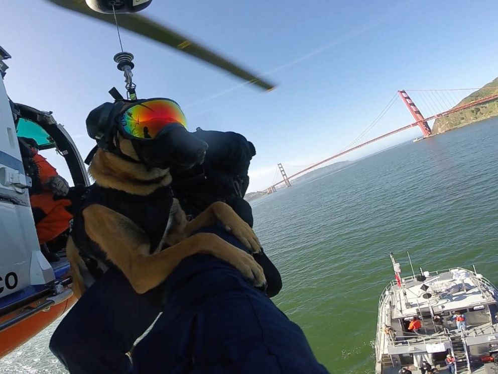 HT_coastguard_canines_as_03_160408_4x3_992.jpg