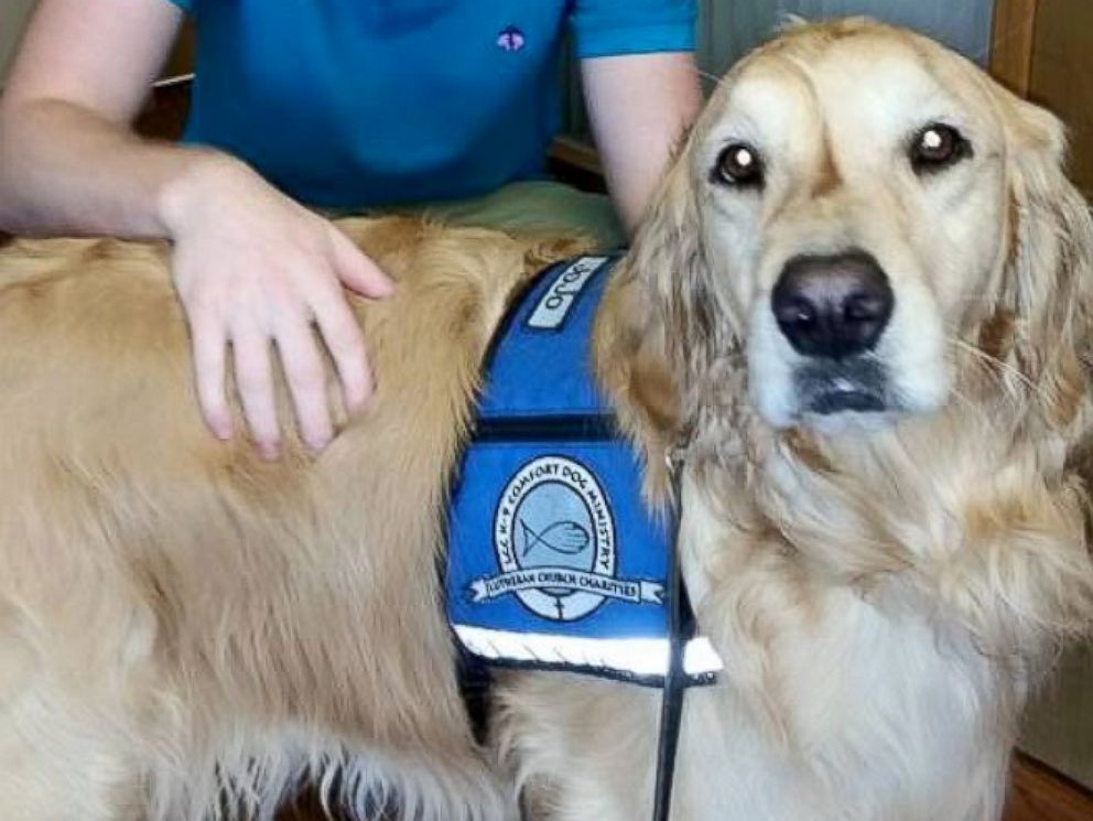 PHOTO: Six-year-old Golden Retriever Jo Jo comforts anxious kids during their dentist appointments at the Pediatric Dentistry of Northbrook in Northbrook, Ill.