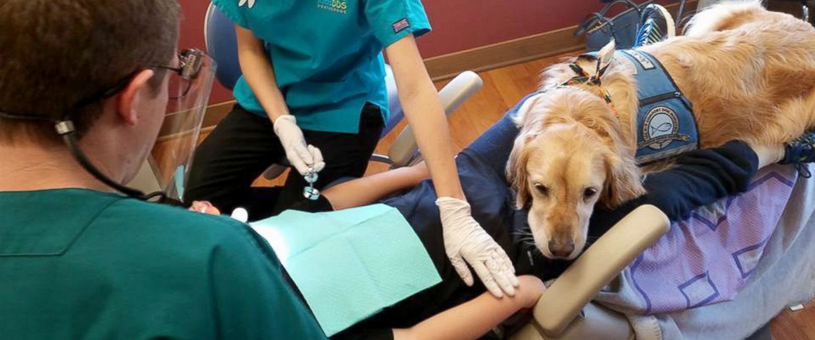 PHOTO: Six-year-old Golden Retriever Jo Jo comforts anxious kids during their dentist appointments at the Pediatric Dentistry of Northbrook in Northbrook, Ill.