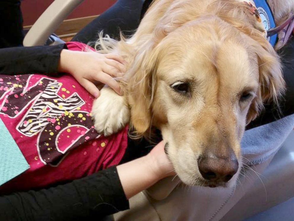 PHOTO: Six-year-old Golden Retriever Jo Jo comforts anxious kids during their dentist appointments at the Pediatric Dentistry of Northbrook in Northbrook, Ill.
