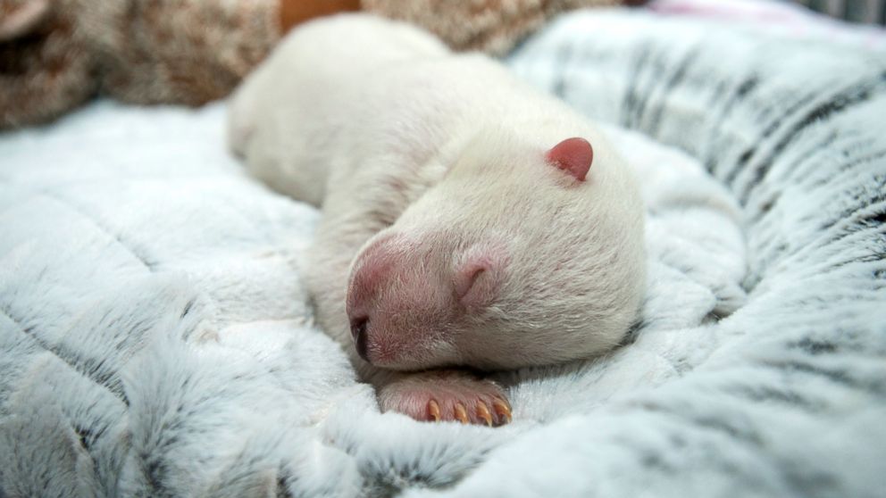 See an Adorable Polar Bear Cub Dream as It Slumbers at an Ohio Zoo