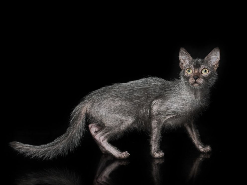'Werewolf' Cats Exist...and You Can Own One ABC News
