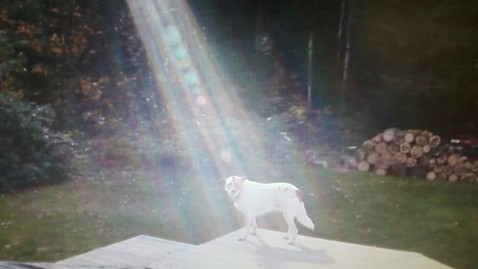abc hero wardog ll 111122 wblog Not Photoshopped: Beam of Light Shines on Fallen Soldiers Miracle Dog