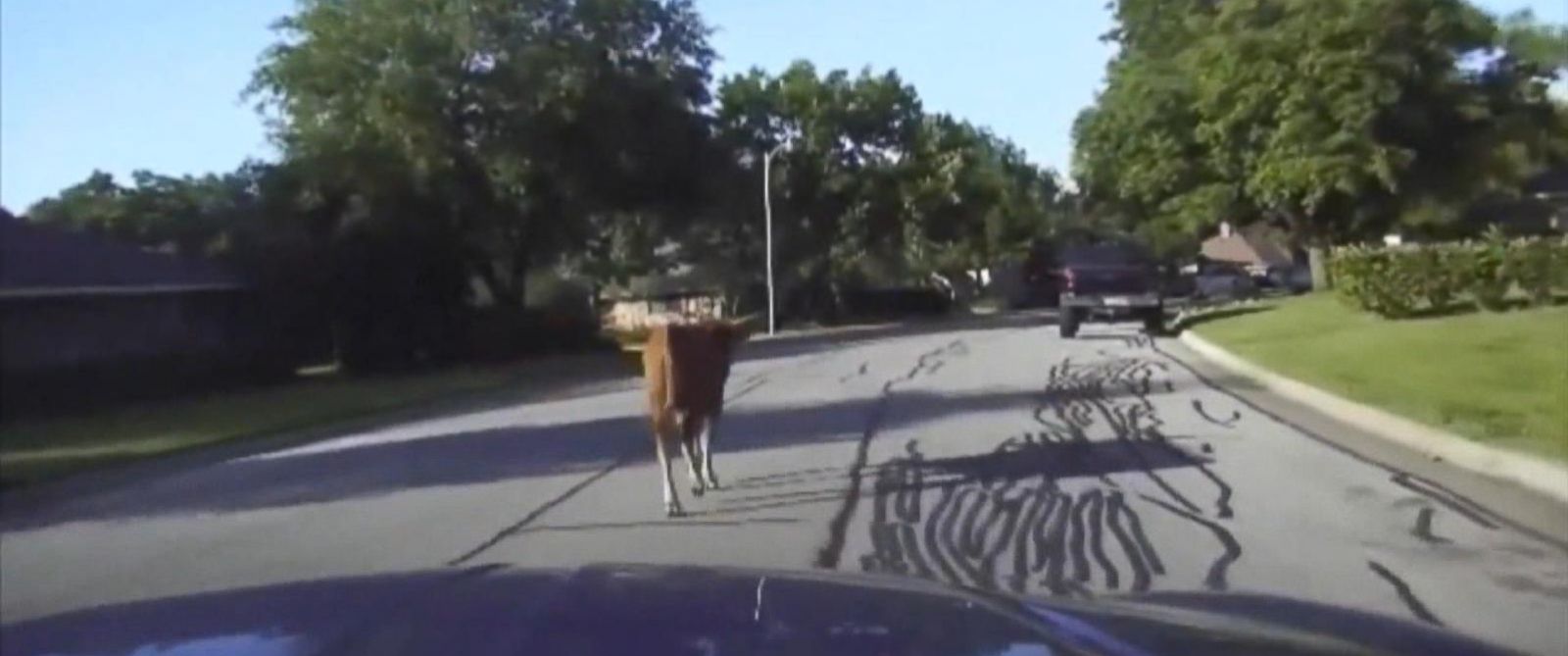 PHOTO: A bull led police in Arlington, Texas, on a "slow-mooving" chase on May 9, 2016. 