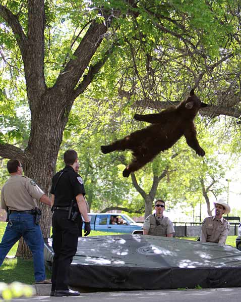 ap colorado tranquilized bear ll 120427 vblog Today in Pictures: Tulips Bloom, Bahrain Protest, Penn Relays