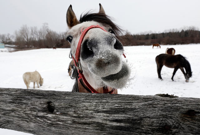 http://a.abcnews.go.com/images/US/ap_ny_horses_snow_weather_thg_130205_blog.jpg