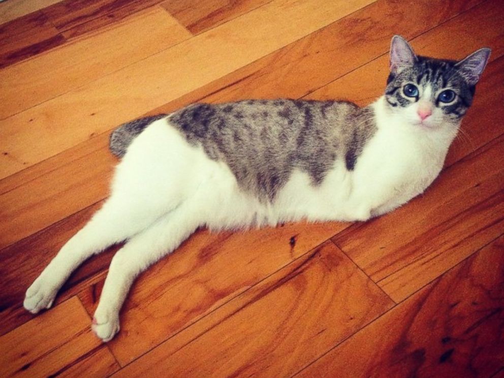Roux the 'Bunny Cat' Doesn't Let the Lack of Legs Slow Her Down ABC News