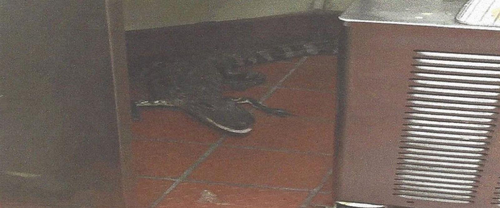 Florida Man Arrested For Allegedly Tossing Alligator Into Wendys Drive Thru Window Abc News