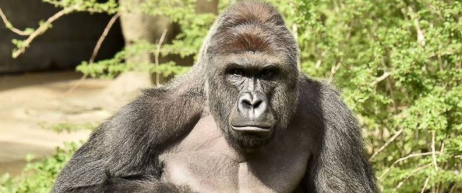 Zoo Witness: Gorilla Was 'Protecting' 4-Year-O