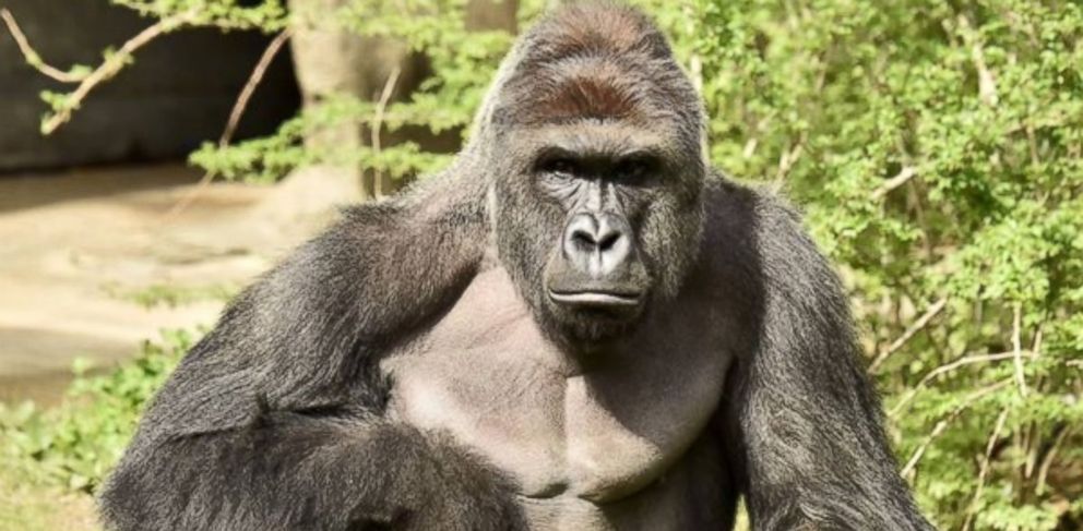 Cincinnati Zoo gorilla appeared to be 'protecting' boy, witness says