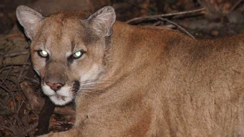 Mountain Lion ht mountain lion kb 120717 wblog Wild Animals in Your Backyard: Which Scare You Most?