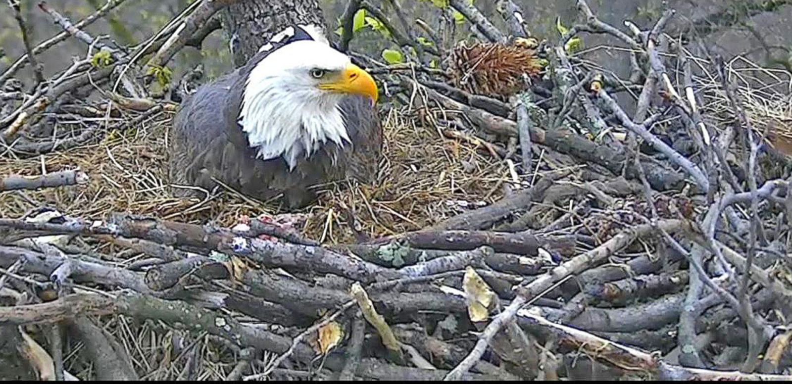 Second Baby Bald Eagle Hatches at D.C.'s National Arboretum - ABC News