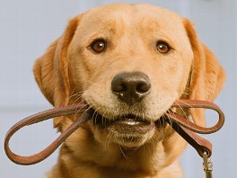 Dogs Follow Humans' Gazes Just as Infants Do, Says Study - ABC News