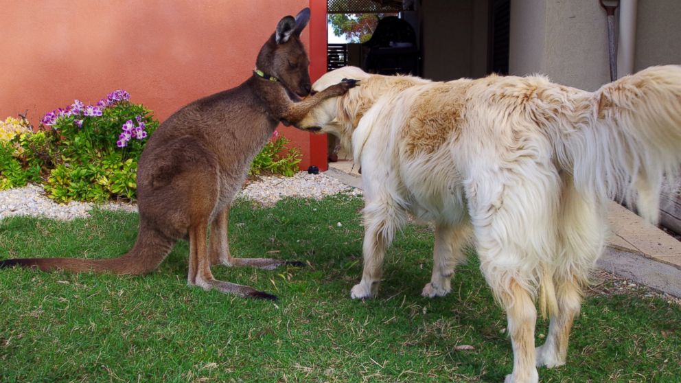 Meet Dusty, the Australian Pet Kangaroo Who Thinks He's a Dog - ABC News