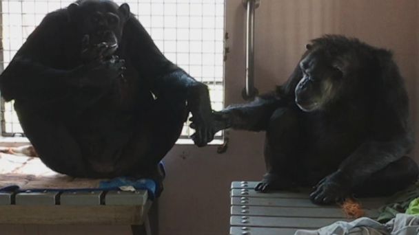 Rescued Chimp Who Spent 18 Years Alone Won't Let Go of New Friend