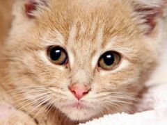 Meet Elsa, the Kitten Who Survived Being Frozen - ABC News