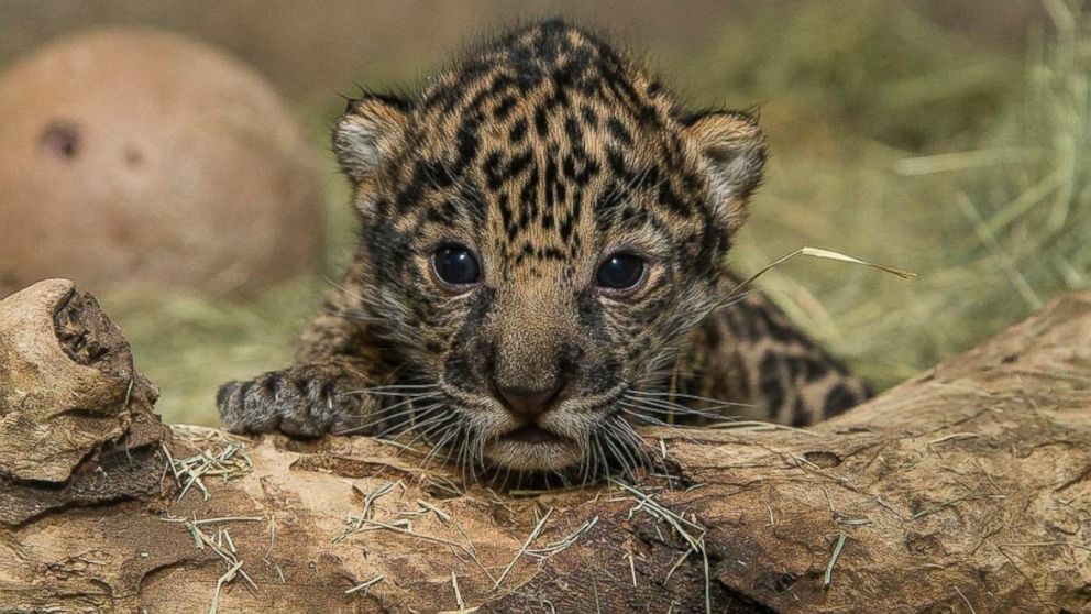 Baby Jaguar Born at San Diego Zoo is a Boy - ABC News