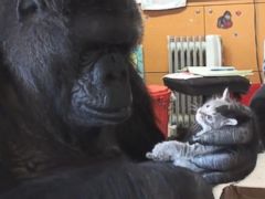 Koko the Gorilla 'Adopts' Two Kittens to Raise as Her Own - ABC News