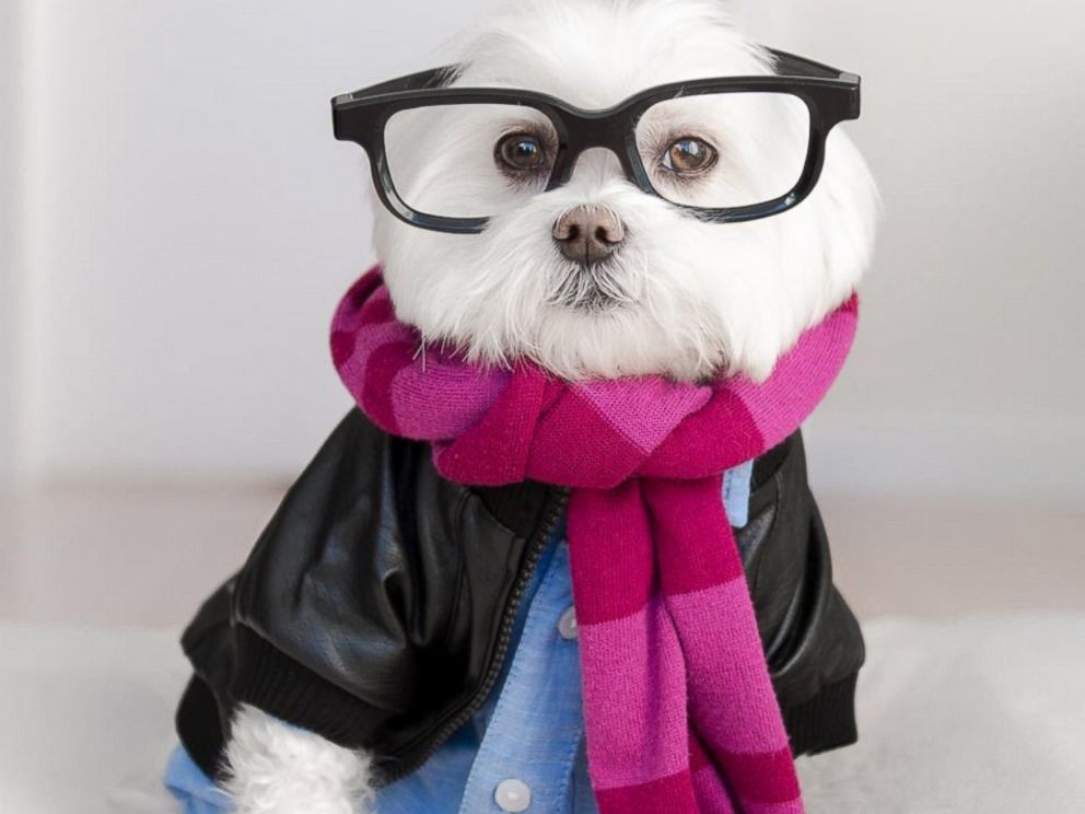 Meet Toby, the Hipster Dog Who's Cooler Than You'll Ever Be - ABC News