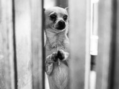 Photos of Chihuahua 'Praying to Be Loved' Inspires Adoption - ABC News