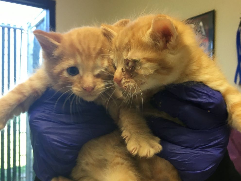 PHOTO: A Good Samaritan rescued two stray kittens suffering from eye injuries he found in his backyard to the Sacramento SCPA in late March of 2016, according to Sarah Varanini, a foster care coordinator at the shelter. 