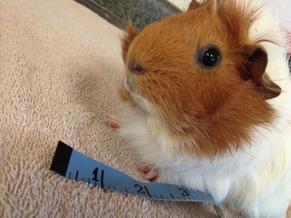 Guinea Pig Found Abandoned With Broken Bones Gets Mini Wheelchair to ...