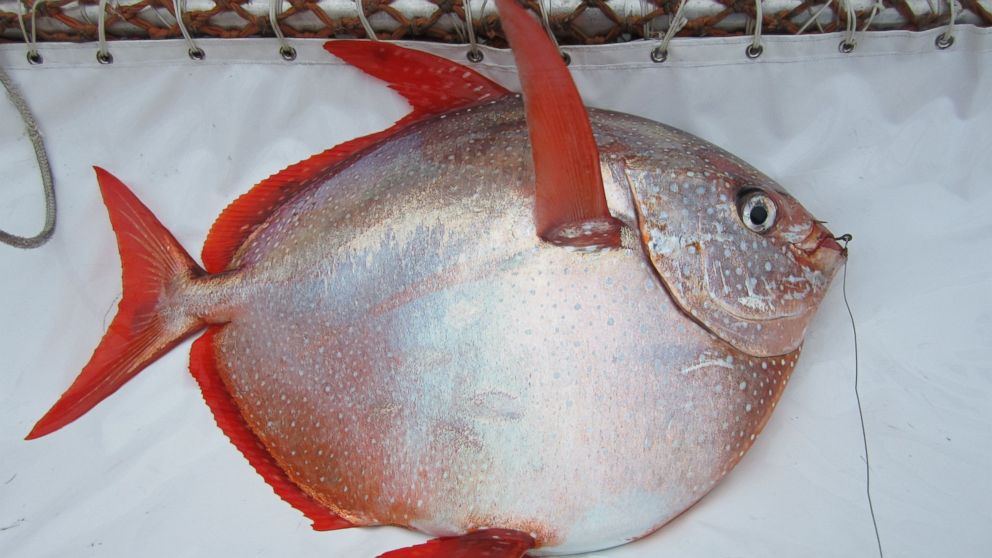 Meet Opah the Warm-Blooded Fish - ABC News