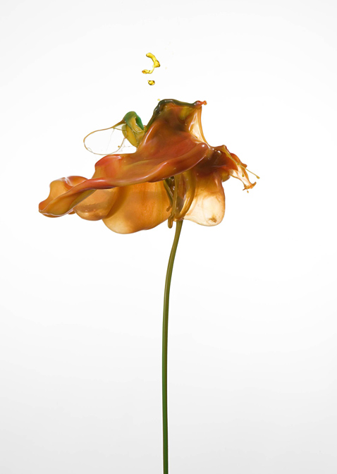 Liquid Flowers: Photographer Jack Long - ABC News