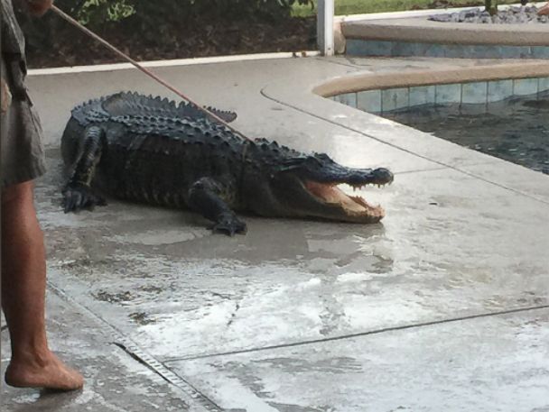 PHOTO: Alligator trapper Scot Barbon had to lasso the 9-foot alligator out of the Lear familys pool, March 1, 2015.