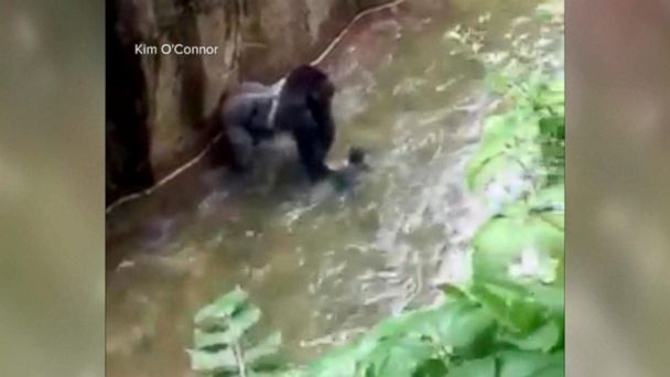 Zookeeper Who Raised Harambe Mourns His Death