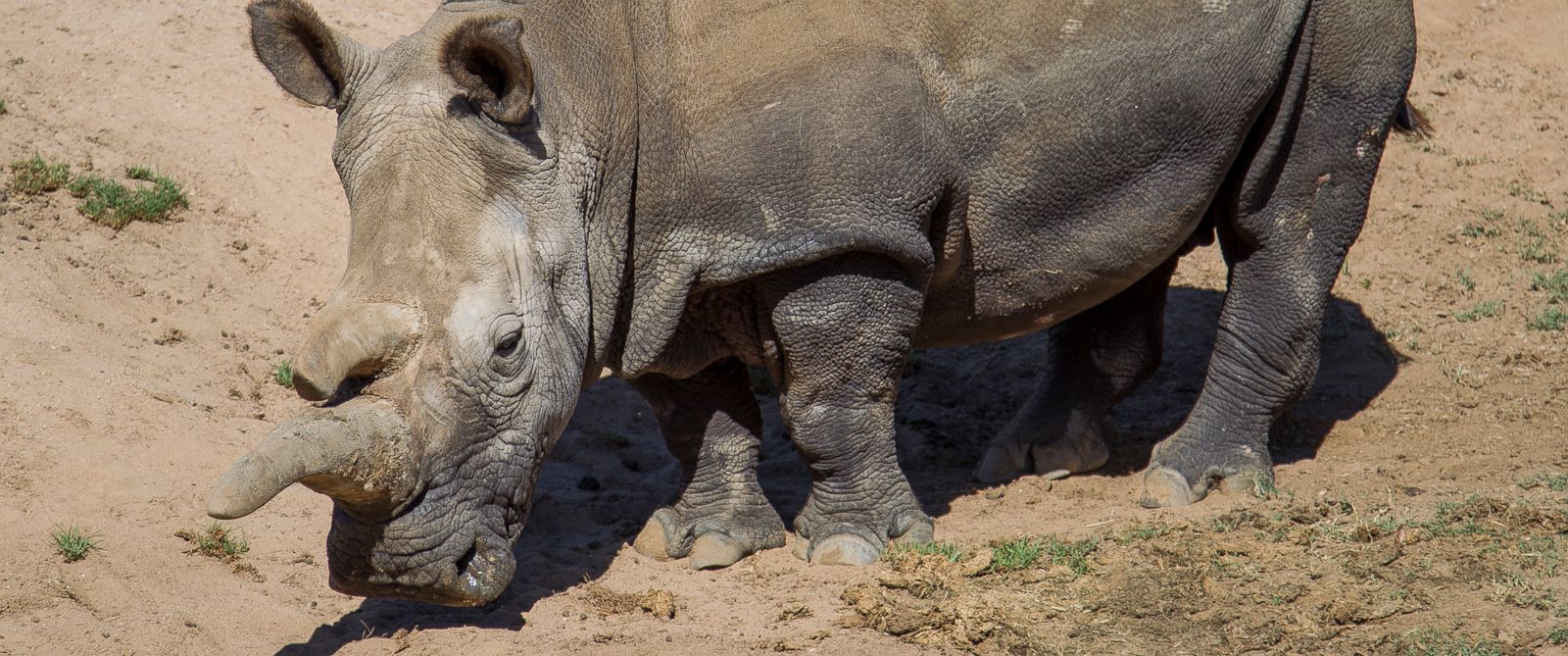 Самка носорога