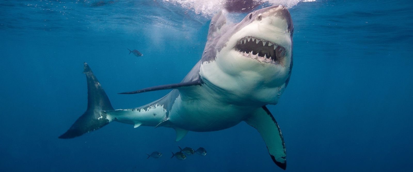 Great White Launches Out of the Sea, Photobombs Other Shark - ABC News