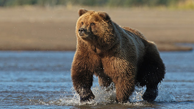 Grizzly Bear Mauls San Diego Man to Death in Alaska's Denali National ...