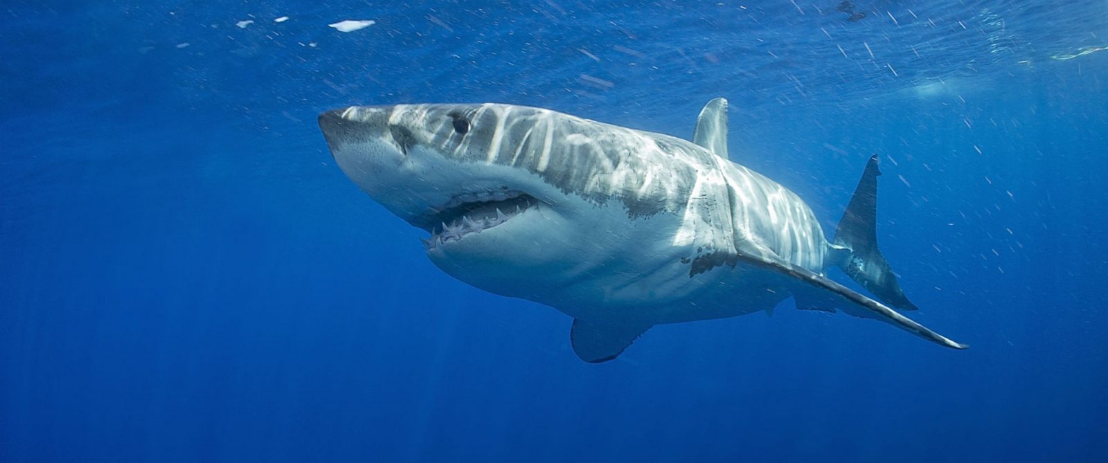 Paddleboarder's Shark Encounter Caught on Video - ABC News