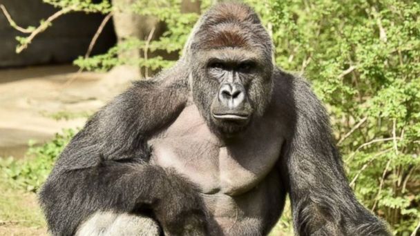 Zoo Witness Says Gorilla Was 'Protecting' Child