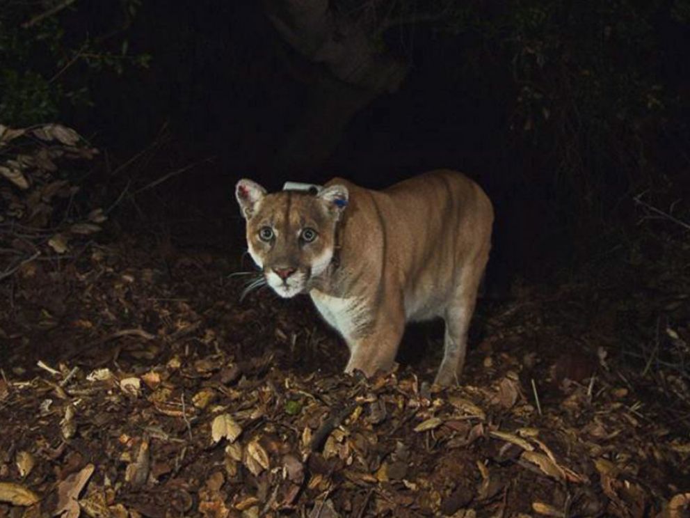 Hollywood Hills Mountain Lion P-22 May Have Killed Koala at Los Angeles ...