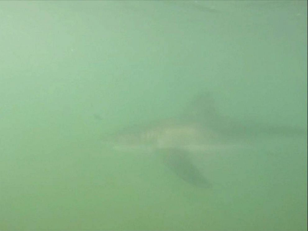 Paddleboarder's Shark Encounter Caught on Video - ABC News