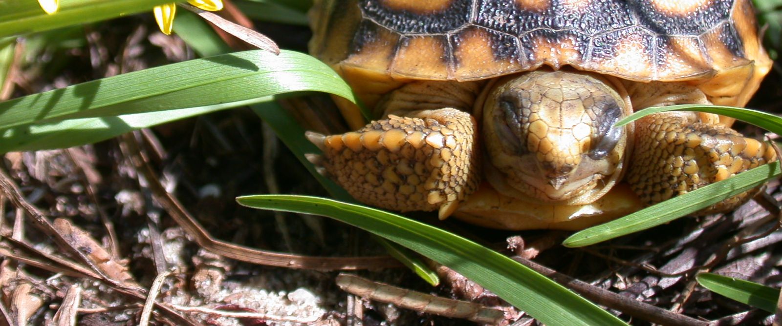 Please Don't Throw Tortoises Into the Sea, Florida Wildlife Officials ...