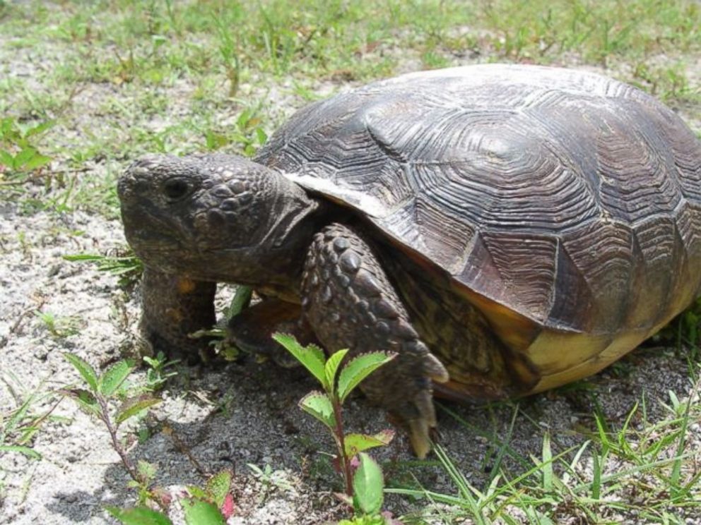 Please Don't Throw Tortoises Into the Sea, Florida Wildlife Officials ...