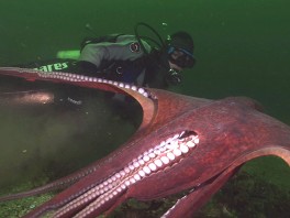 Mystery of the Sea: The Giant Pacific Octopus - ABC News